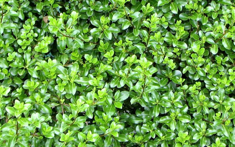 Ficha Técnica de la PLanta