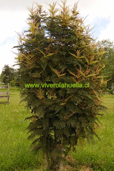 VIVERO LA HUELLA