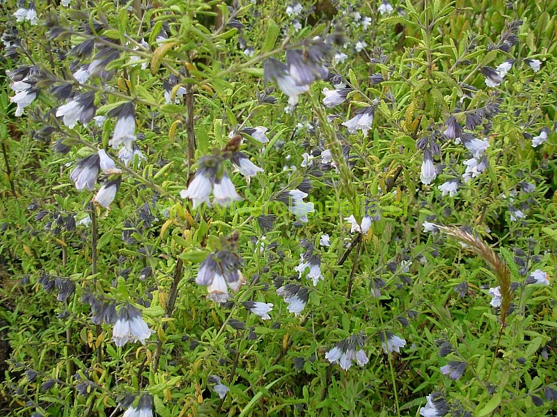 Descripción e imágenes de Sphacele salviae (Salvia blanca), una planta  chilena nativa, suministrado por el proveedor de las semillas chilenas  nativas