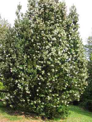 Ficha Técnica de la PLanta